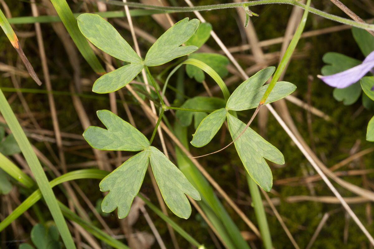 Aquilegia einseleana — search result for 'Aquilegia'