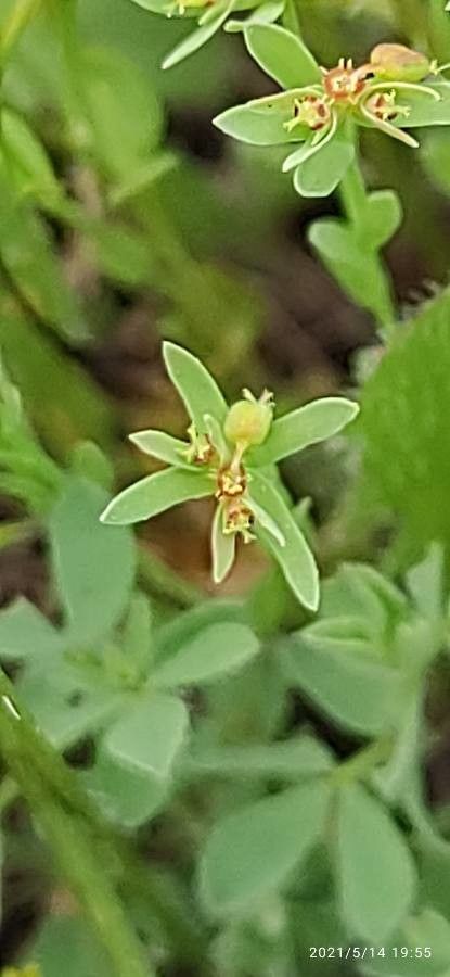 Euphorbia sulcata flower