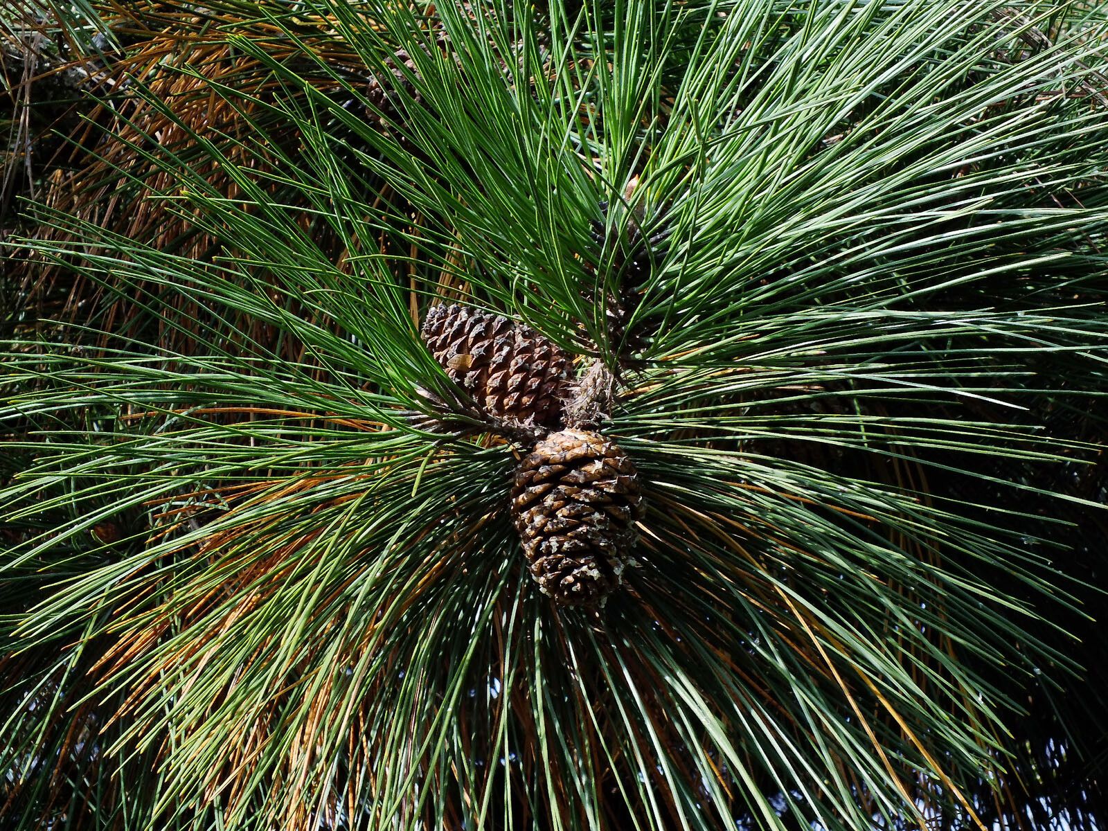 Pinus hartwegii fruit