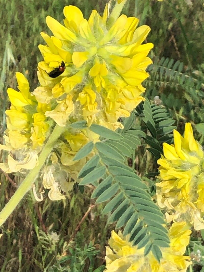 Astragalus alopecuroides flower