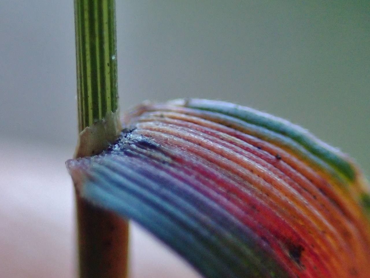 Agrostis stolonifera — search result for 'Poaceae'