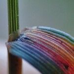 Agrostis stolonifera