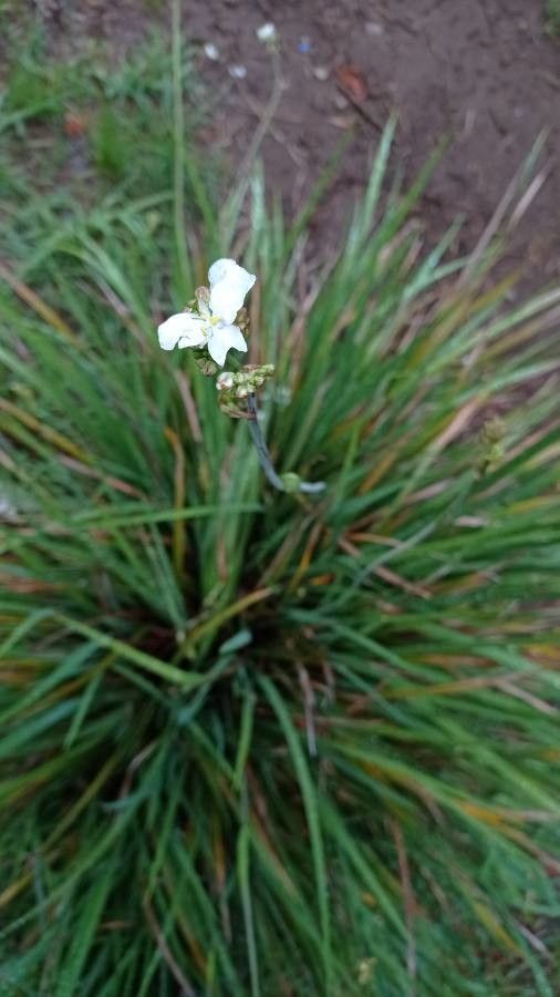 Libertia chilensis flower