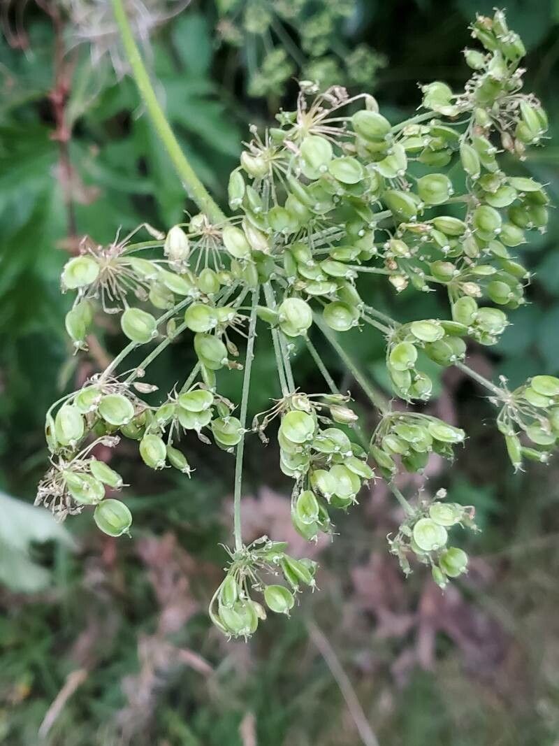 Heracleum pyrenaicum fruit