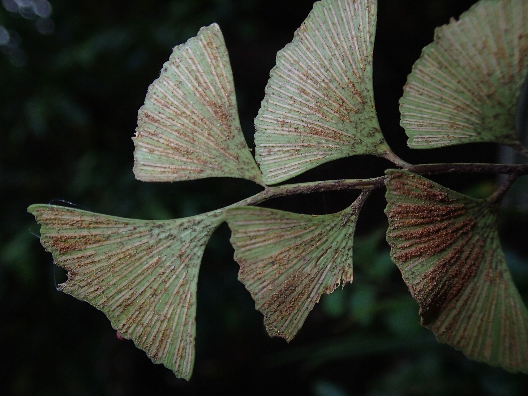 Asplenium laurentii — houseplant care guide