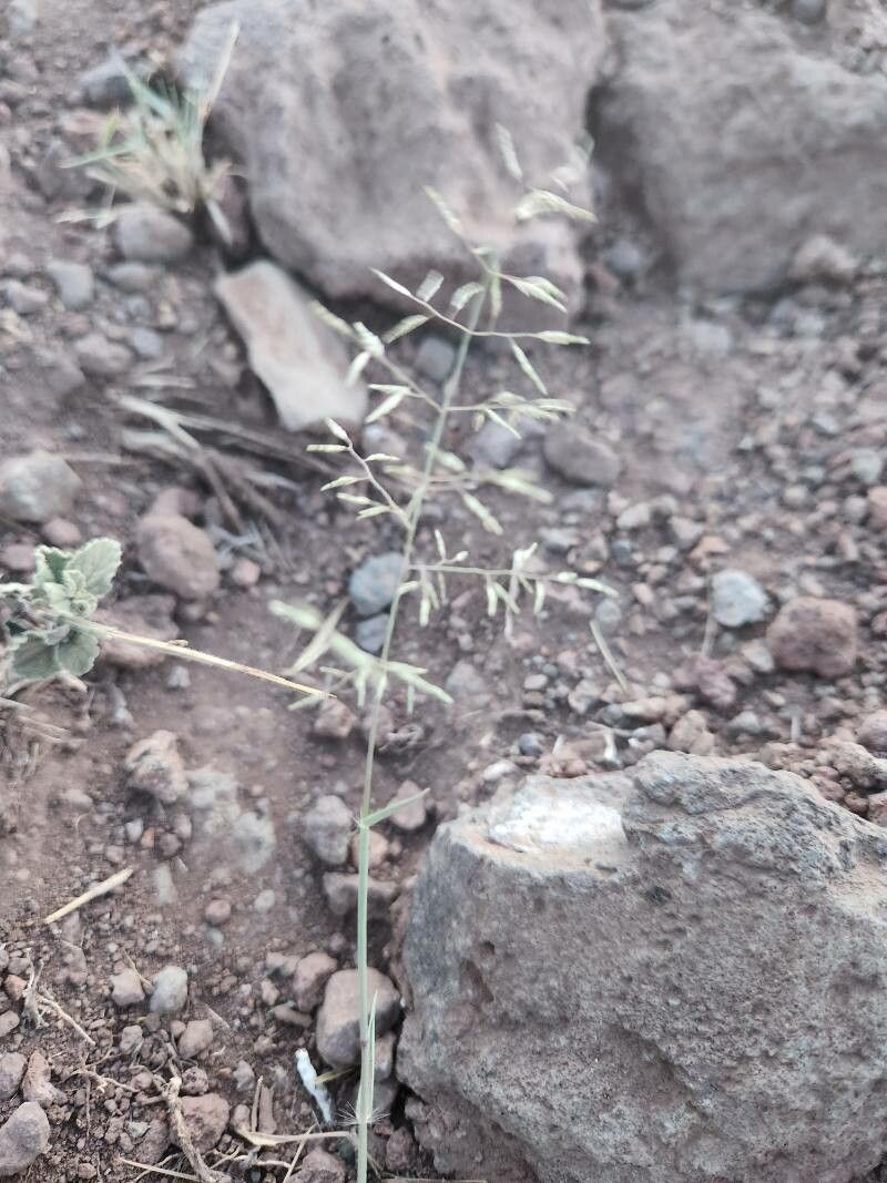 Eragrostis papposa fruit