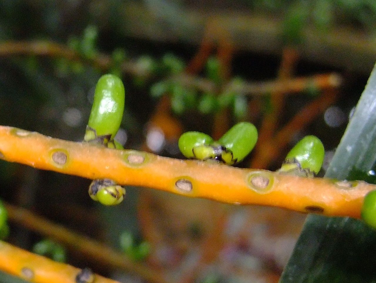 Chamaedorea oblongata fruit