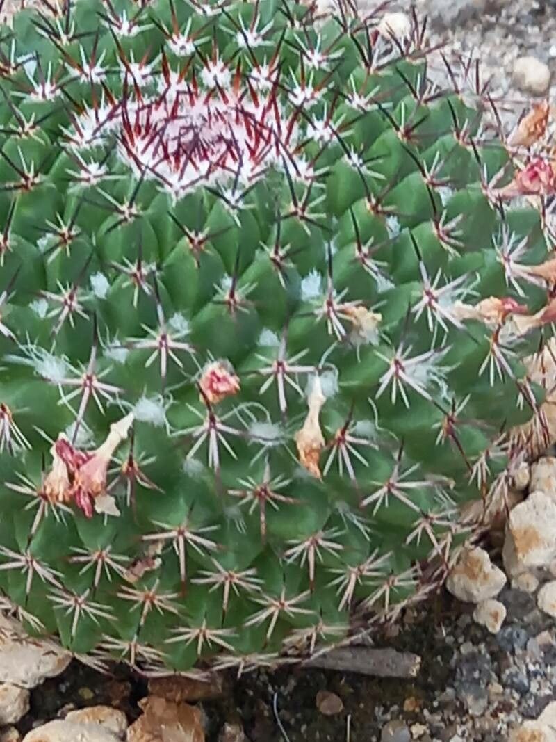 Mammillaria mystax bark