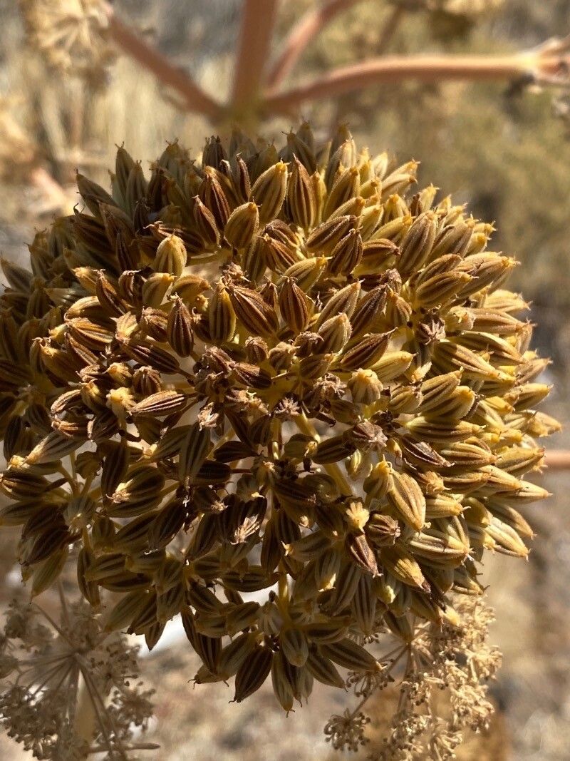 Athamanta montana fruit