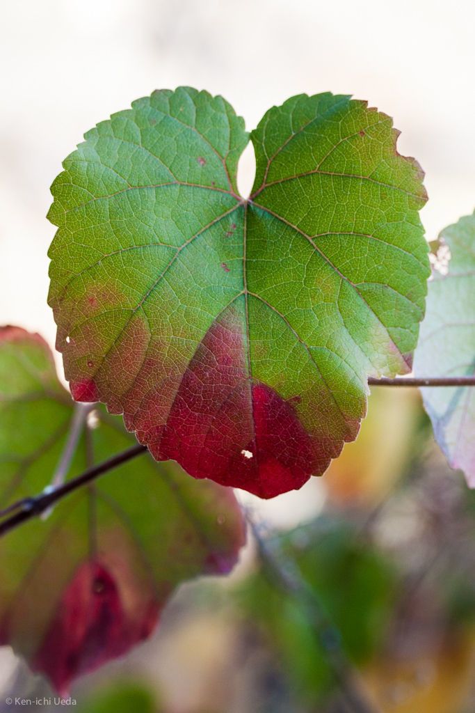 Vitis californica leaf