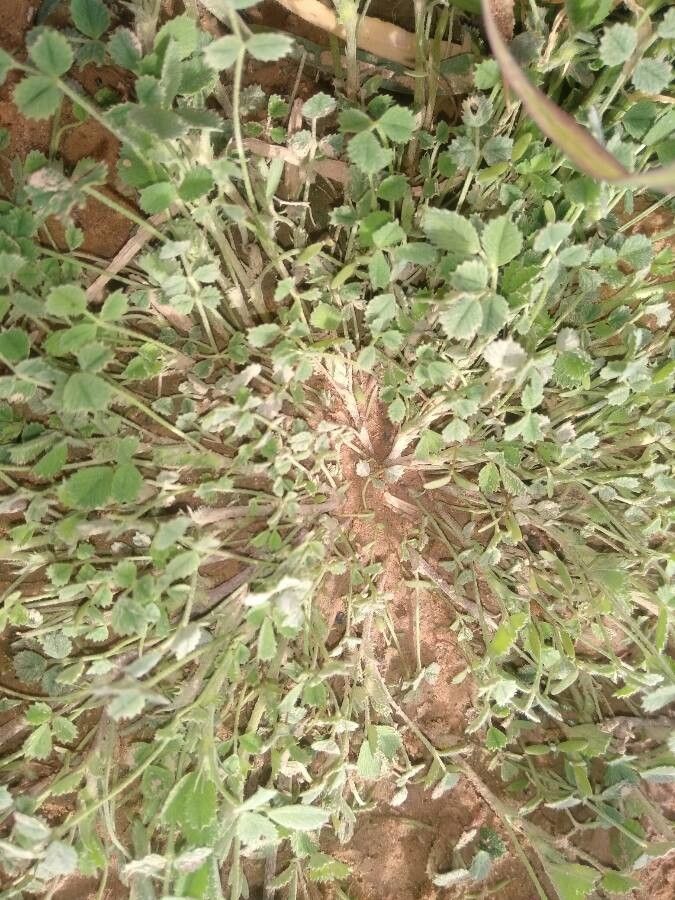 Trifolium suffocatum — search result for 'Trifolium'