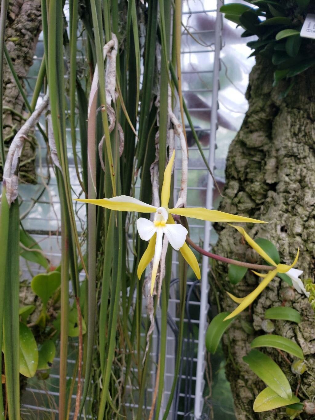 Epidendrum parkinsonianum flower
