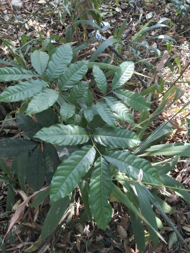 Trichilia schomburgkii — houseplant care guide