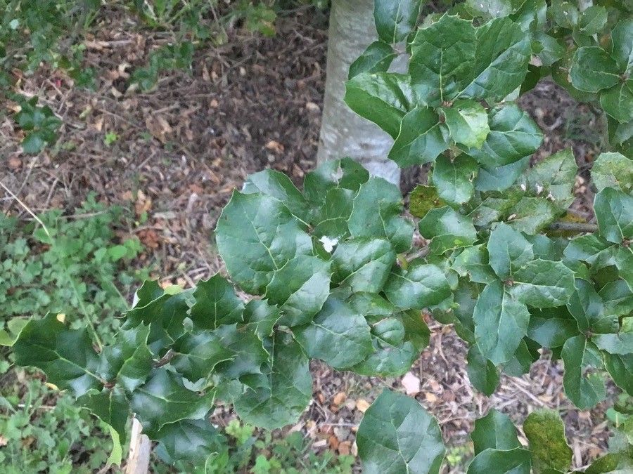 Quercus agrifolia — search result for 'Quercus'