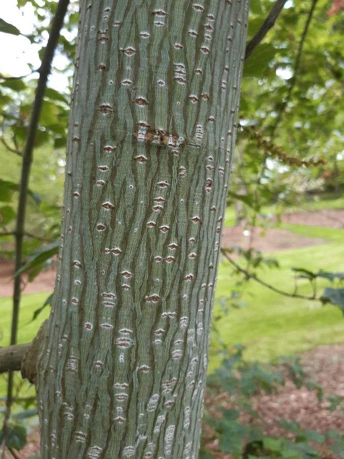 Acer rubescens bark
