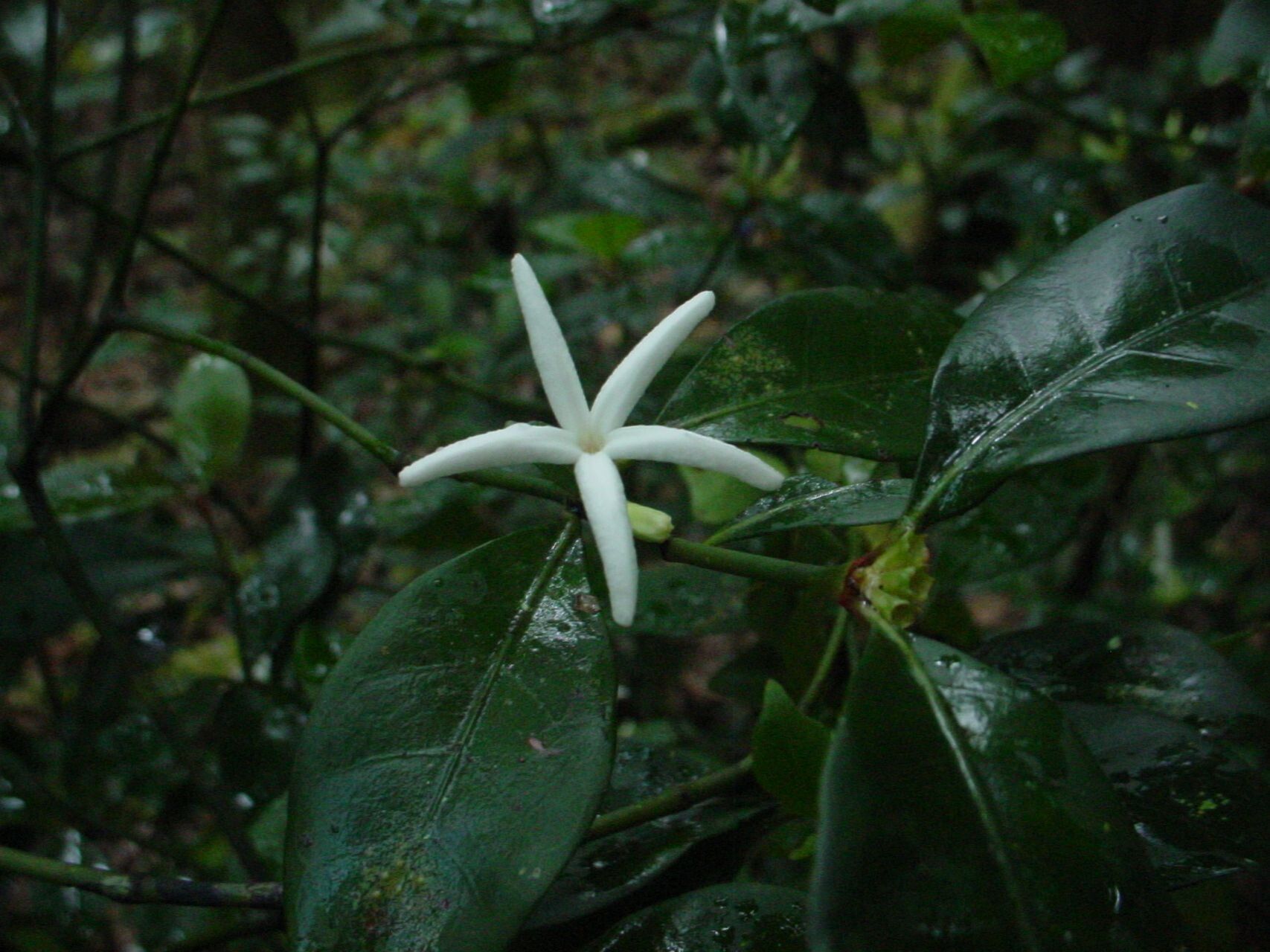 Psychotria microglossa flower