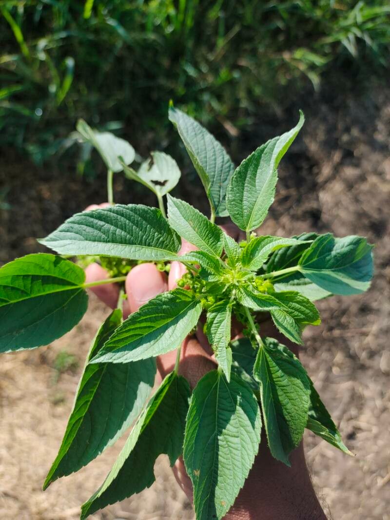 Acalypha ciliata — search result for 'Acalypha'
