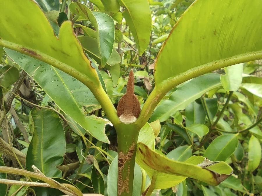 Calophyllum soulattri other