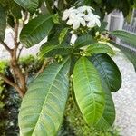 Tabernaemontana divaricata