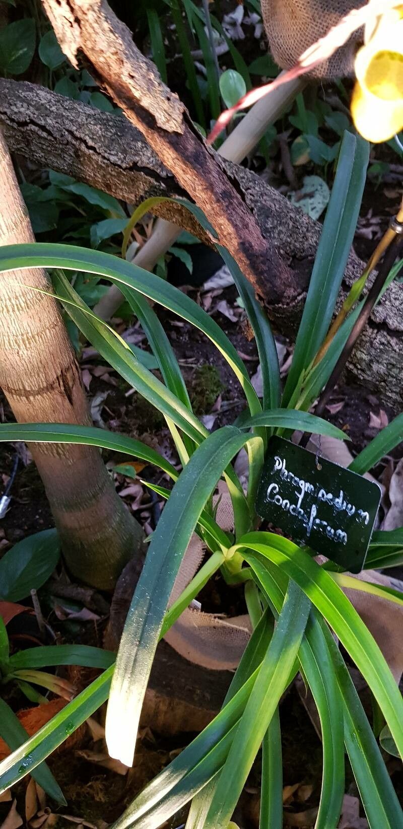 Phragmipedium × conchiferum — houseplant care guide