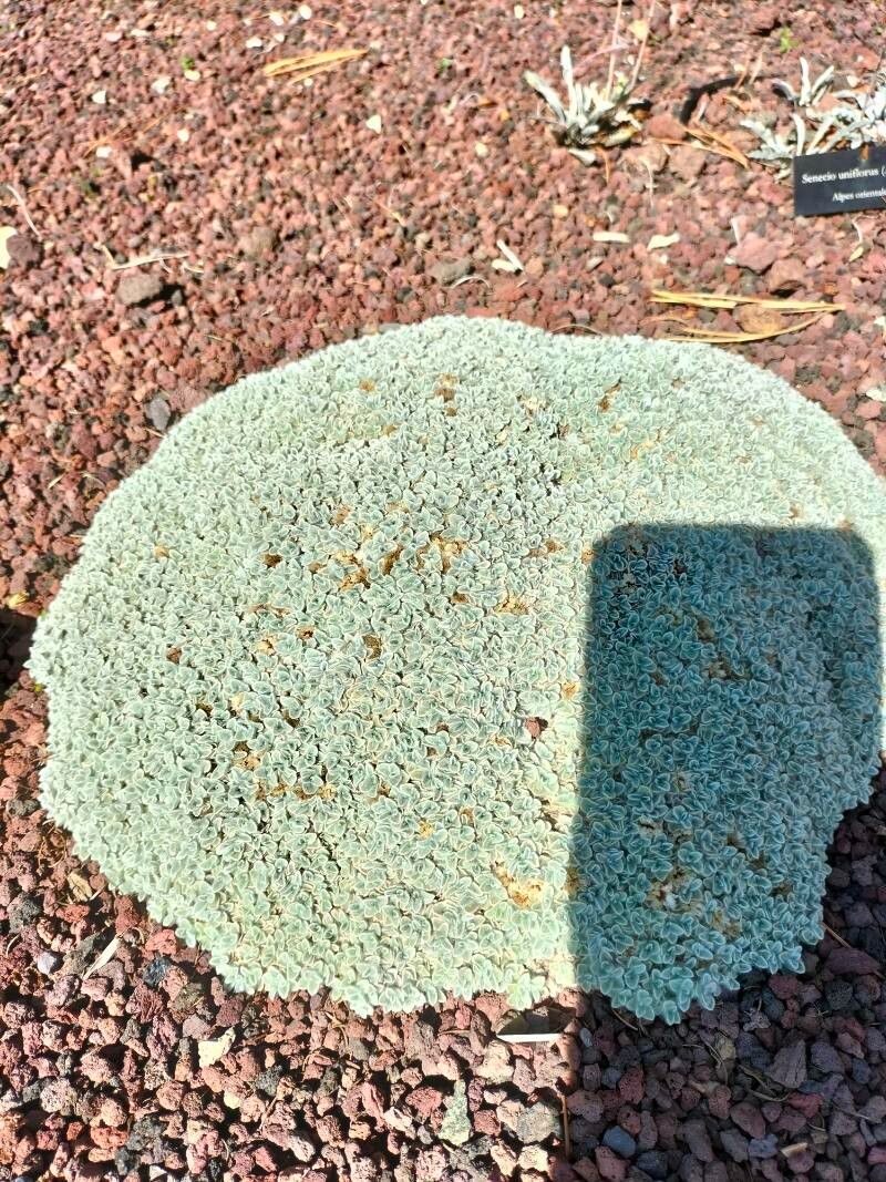 Helichrysum pagophilum — houseplant care guide