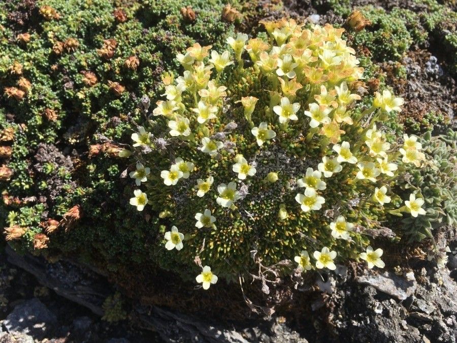Saxifraga muscoides flower
