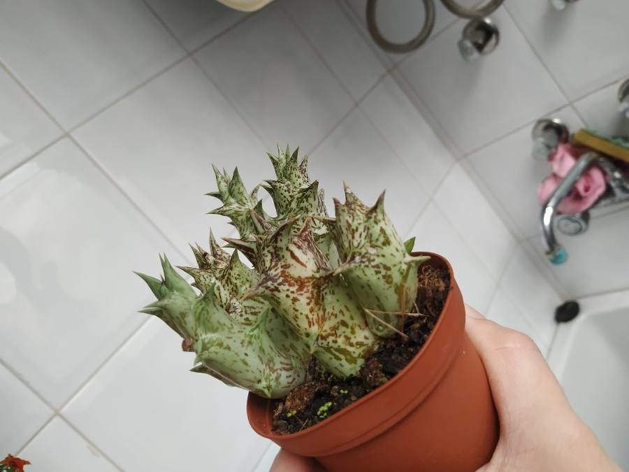 Orbea schweinfurthii leaf