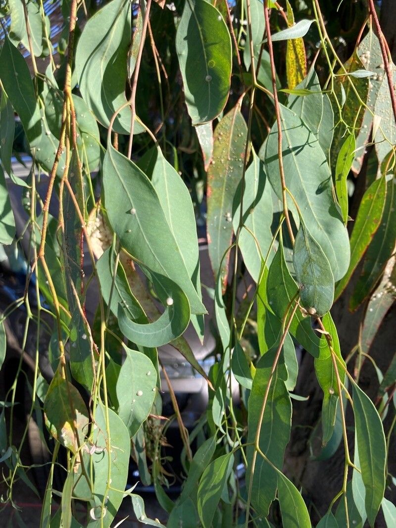 Eucalyptus ovata — search result for 'Eucalyptus'