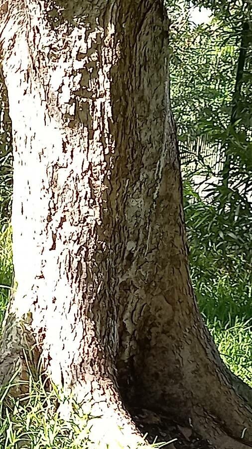 Canarium madagascariense bark