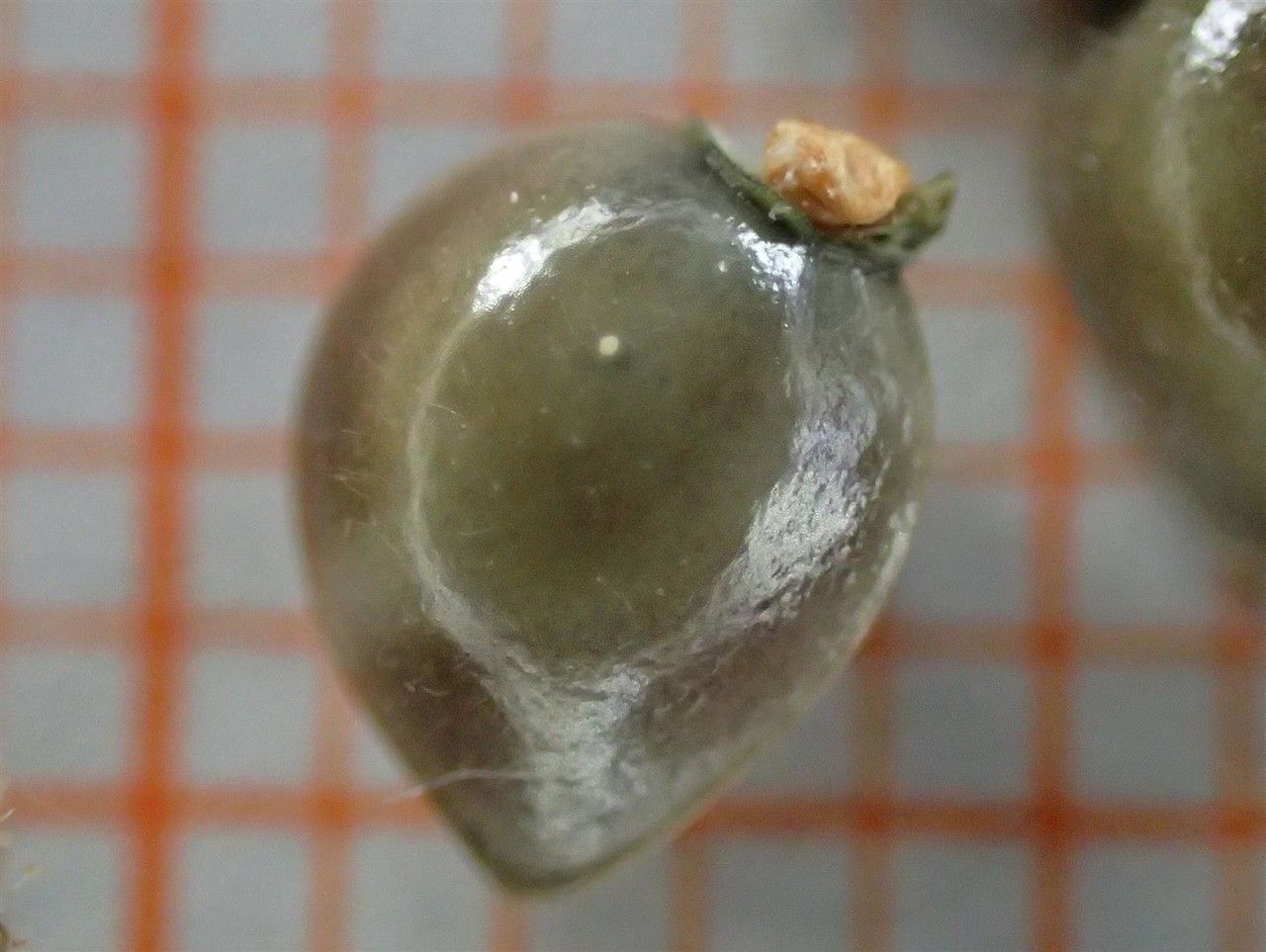 Pulmonaria obscura fruit