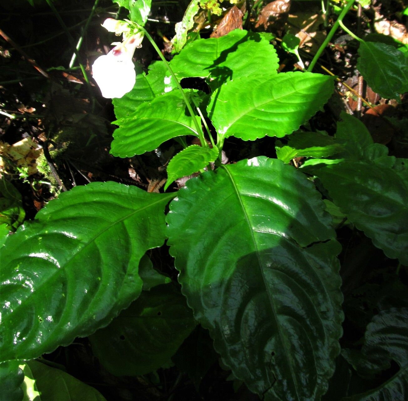 Impatiens macroptera — houseplant care guide