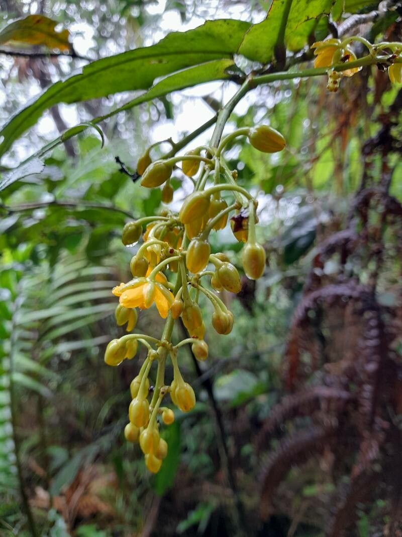 Ouratea guildingii flower