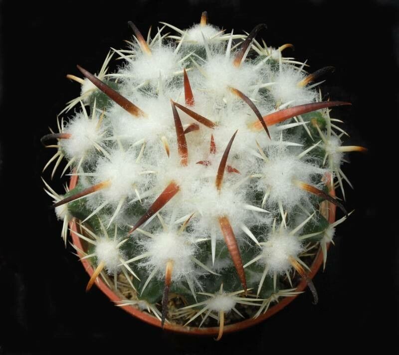 Coryphantha tripugionacantha — search result for 'Coryphantha'