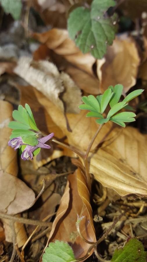 Corydalis intermedia flower