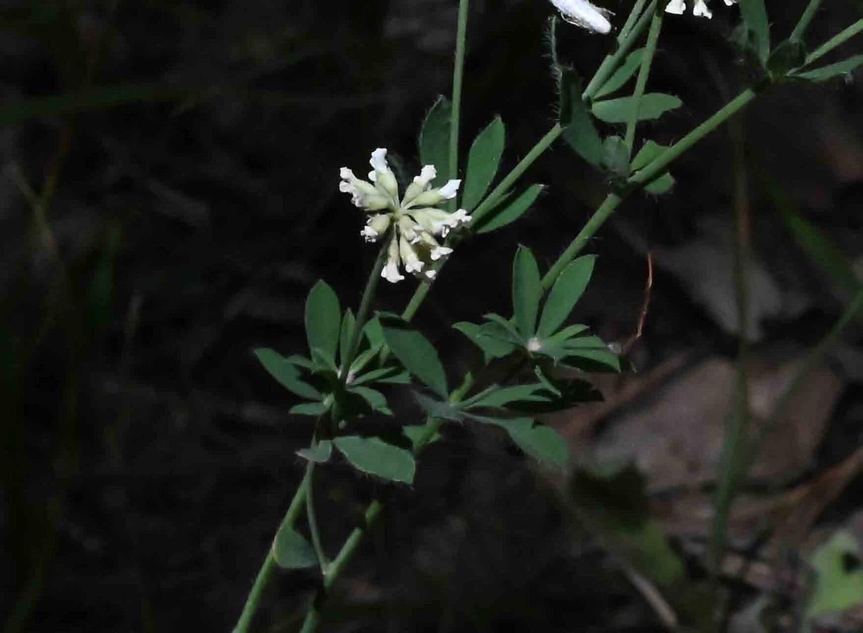 Dorycnium pentaphyllum leaf