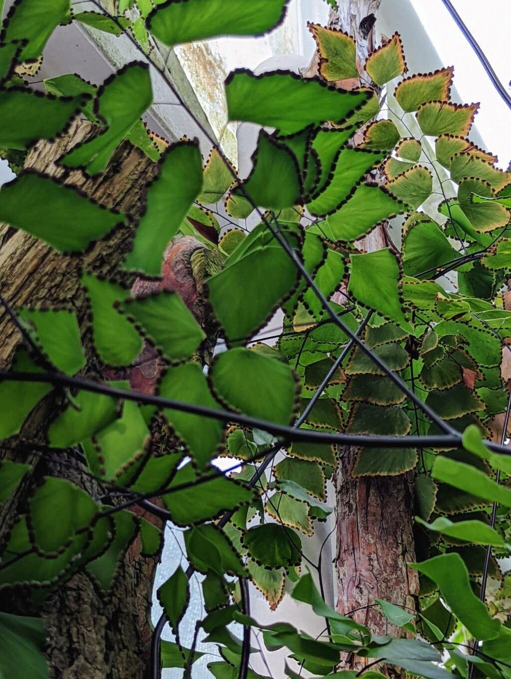 Adiantum platyphyllum — houseplant care guide