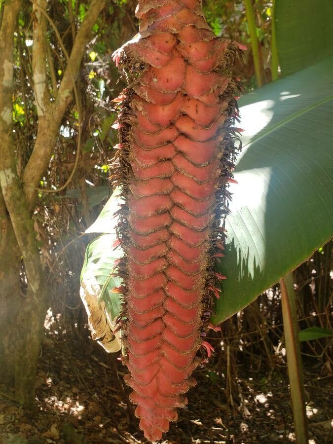 Heliconia mariae flower