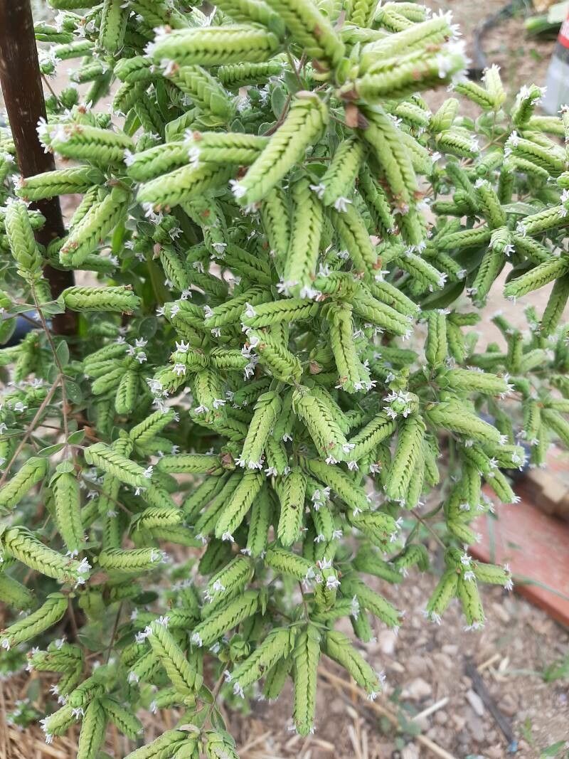Origanum compactum leaf