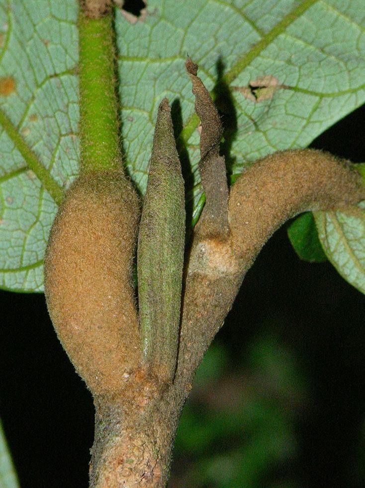 Theobroma mammosum bark