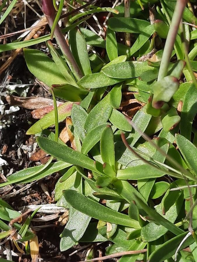 Viscaria alpina — search result for 'Sweden'