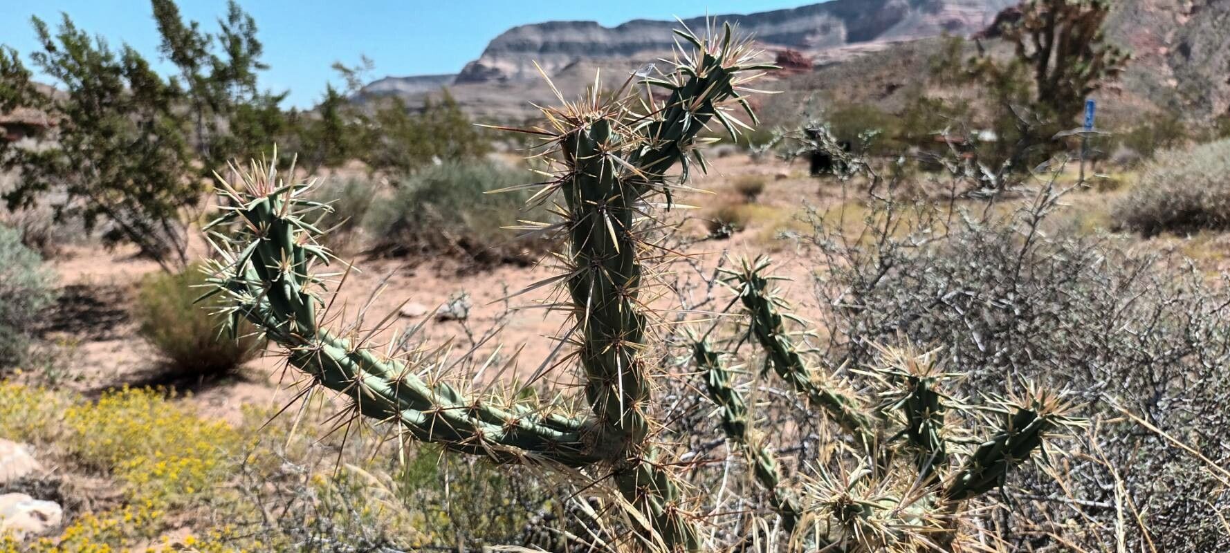 Cylindropuntia acanthocarpa
