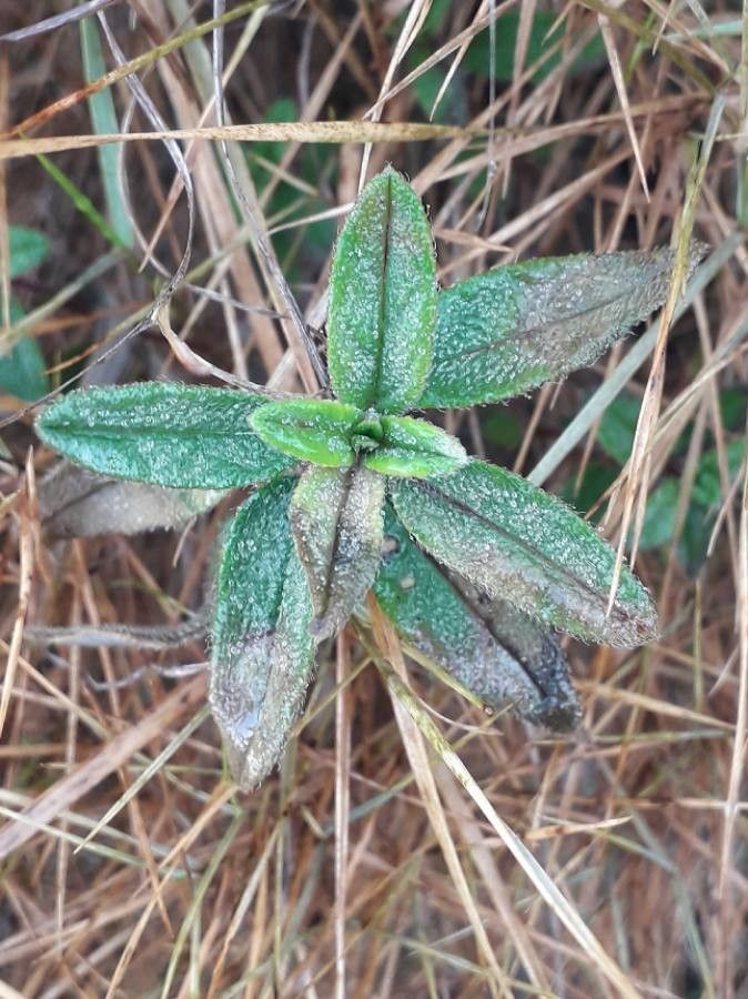 Helianthemum nummularium leaf