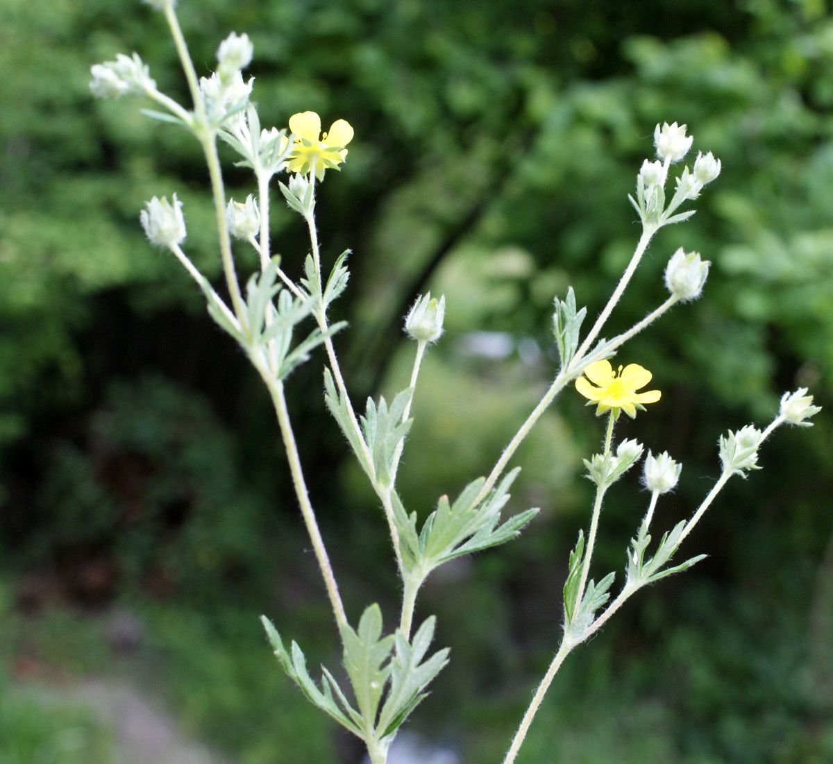 Potentilla × collina habit