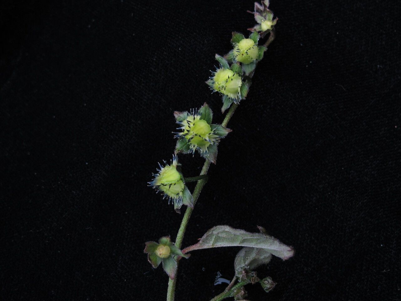 Hackelia uncinata habit