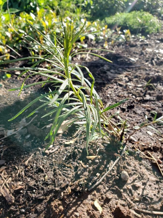 Asclepias verticillata leaf