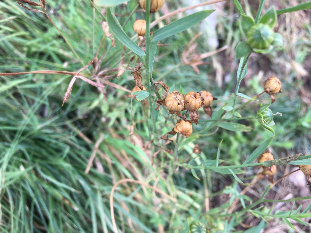 Linum bienne fruit