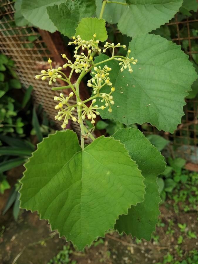 Vitis arizonica flower