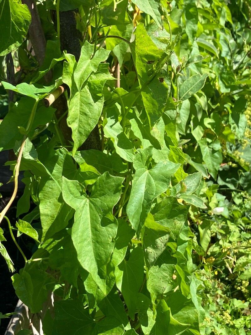 Calystegia × pulchra — search result for 'Calystegia'