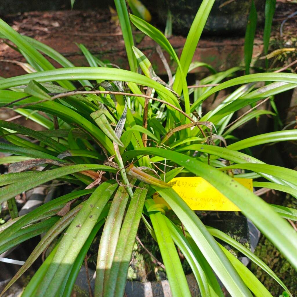 Thelasis micrantha leaf