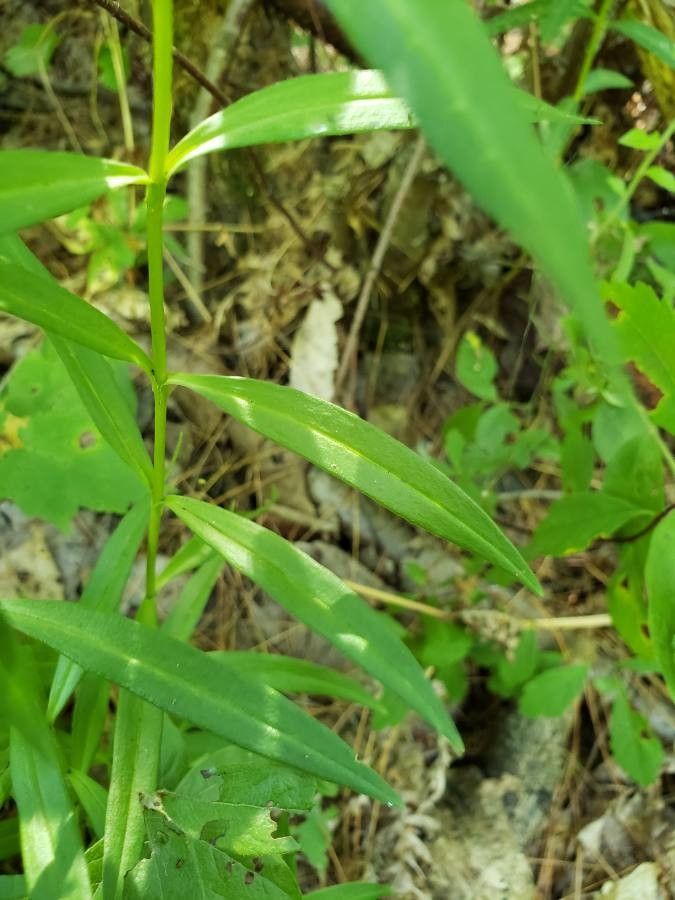 Gentiana clausa — search result for 'Gentianaceae'